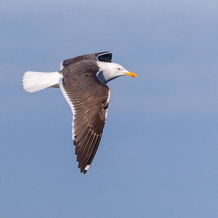Lesser Black Backed Gull
