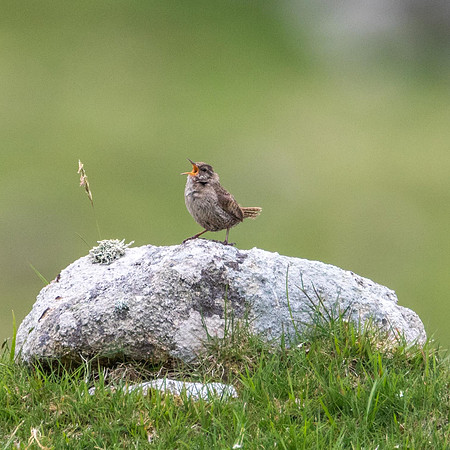 St Kilda Wren