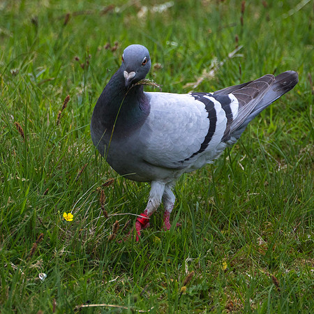 St Kilda Rock Dove?