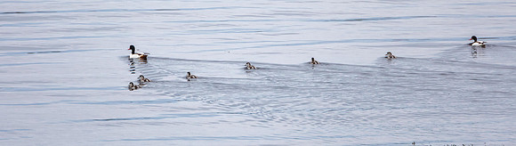 Shelduck