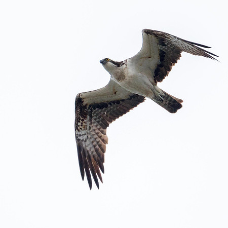 Findhorn Bay Osprey