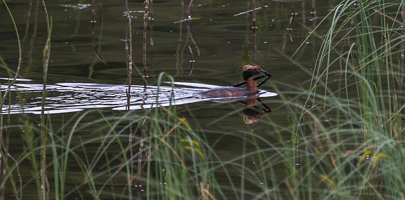 Slavonian Grebe