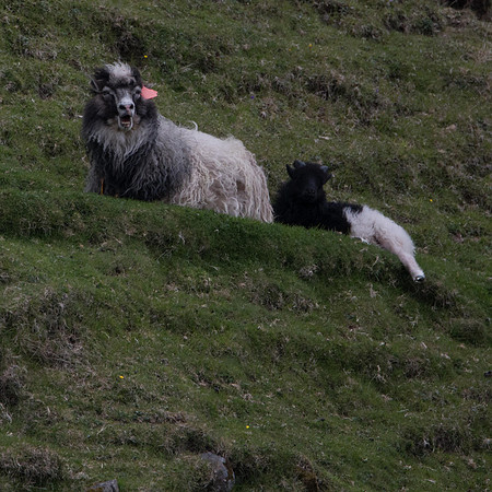 Faroese sheep