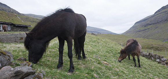 Faroese Horses