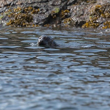Common Seals, Shiant