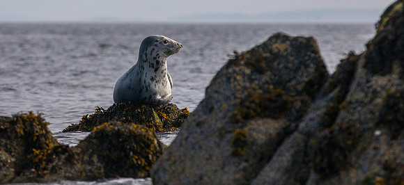 Grey Seals, Shiant