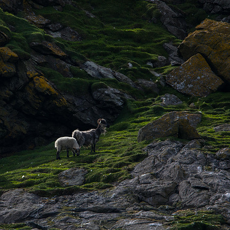 Boreray Sheep