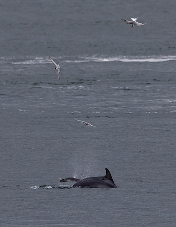 Full House - Artic Terns over Bottlenose Dolphins!