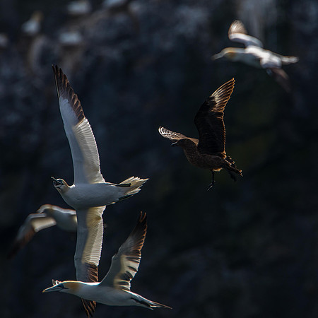 Bonxie Attack