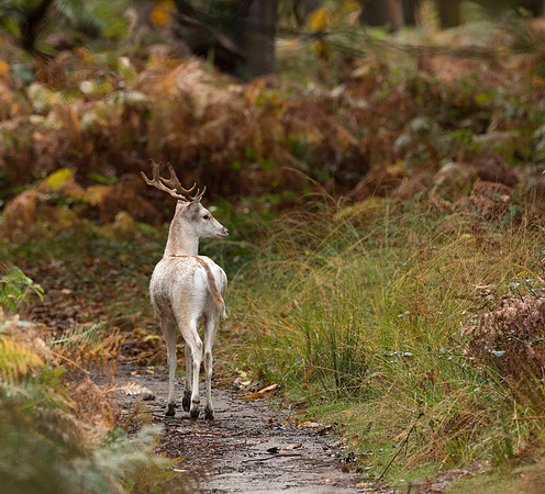 White Hart