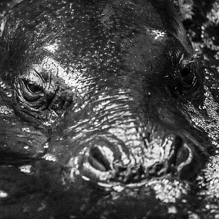 Pygmy Hippo Baby