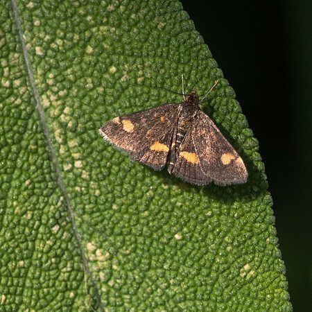 Mint Moth