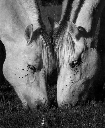 Ponies