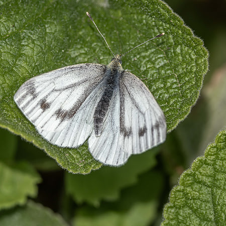 Spring Female