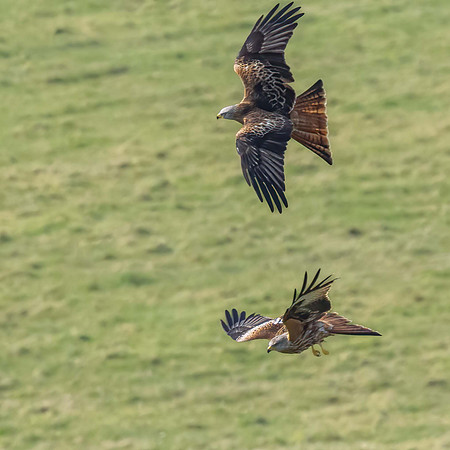 Courting at Old Wincester Hill