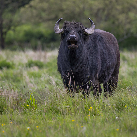 Water Buffalo, Cardigan Wildlife Centre