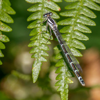 Common Blue Damselfly (f)