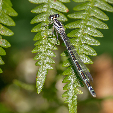 Common Blue Damselfly (f)