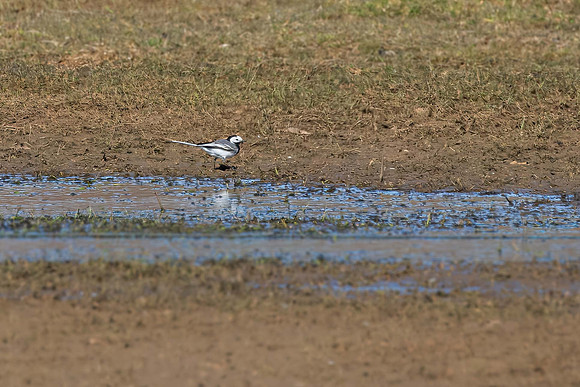 White Wagtail