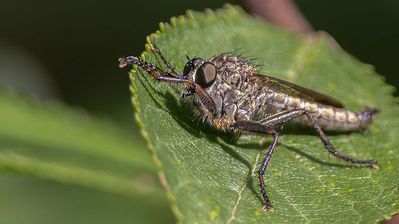 Stiletto Fly