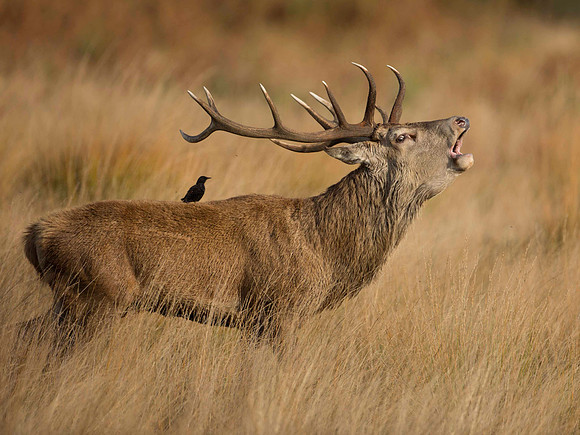 Stag 2