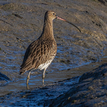 Curlew