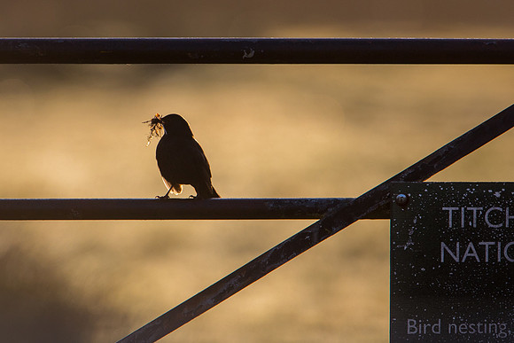Blackbird