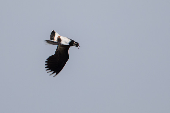 Lapwing display flight