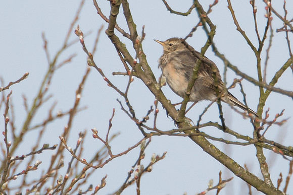 Water Pipit
