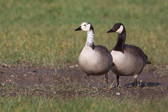 Leucistic Canada Goose