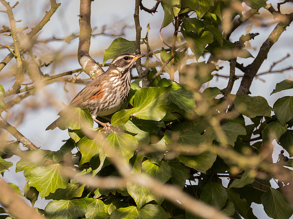 Redwing in March