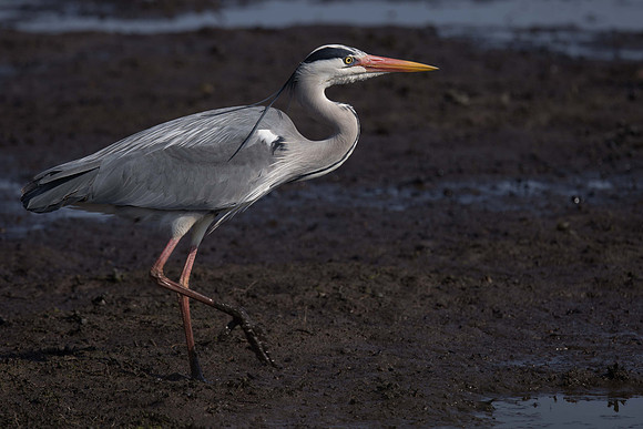 Grey Heron