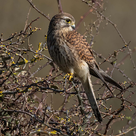 Kestral