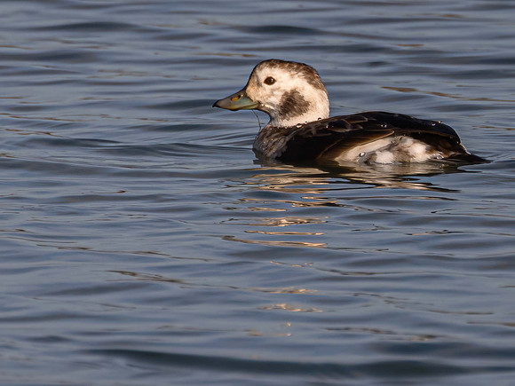 Long-tailed Duck (f)