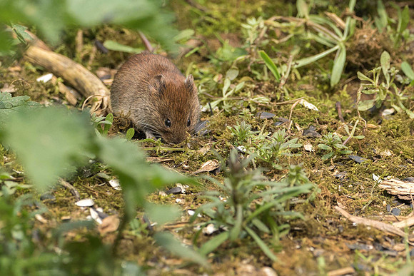 Bank Vole