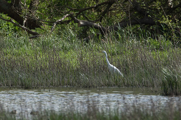Posbrook Great White