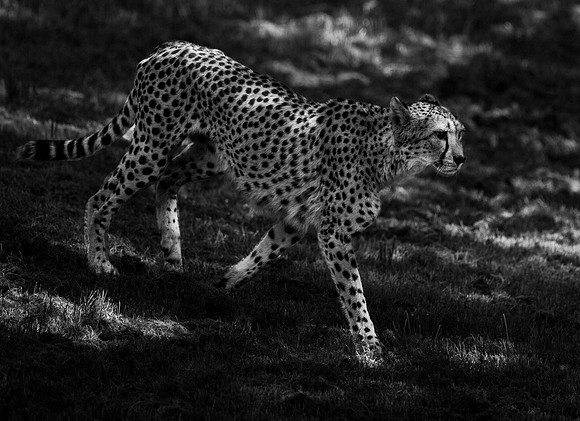Cheetah