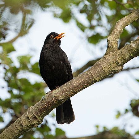 Blackbird