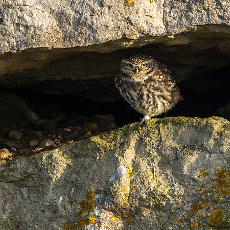 Portland Little Owl