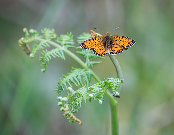 Pearl Bordered Fritilliary, Knapdale Beaver Trail
