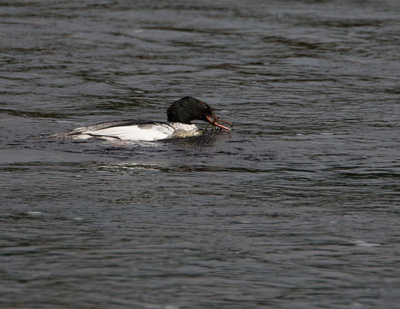 Goosander, Strachur