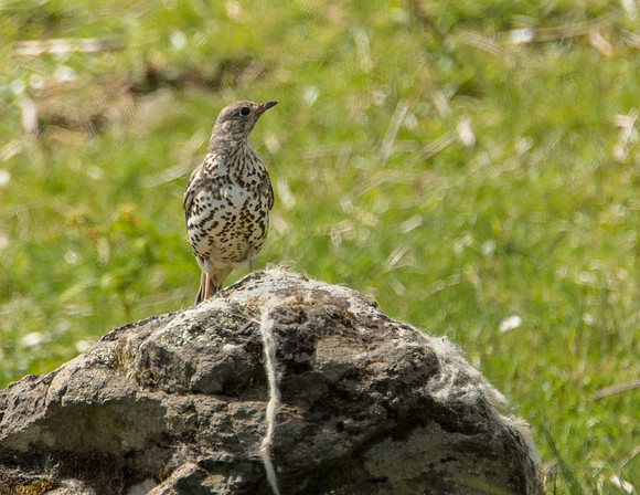 Mistle Thrush