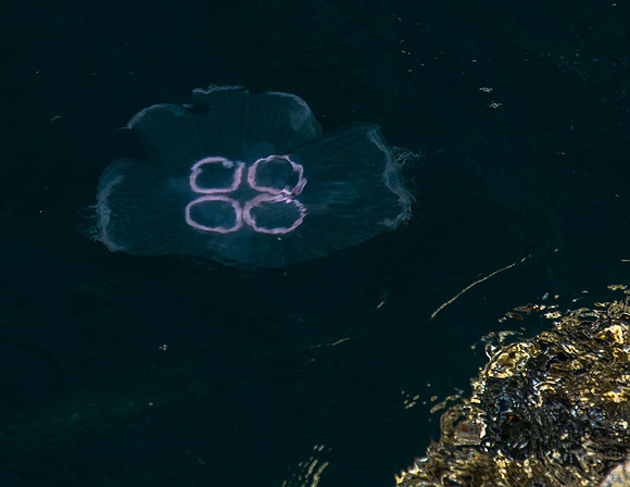 Moon Jellyfish, Staffa