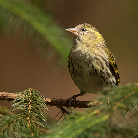 Siskin