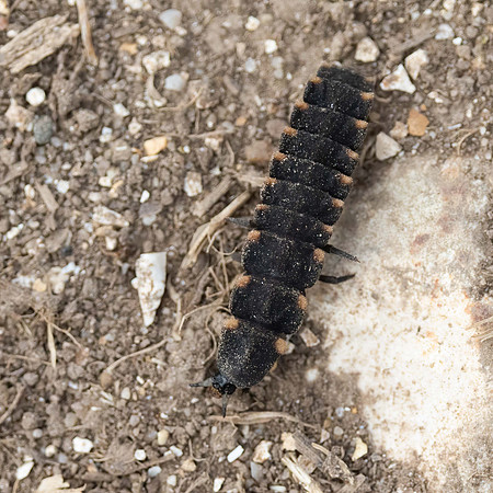 Glowworm Larvae