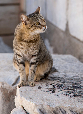 Ephesus Cat