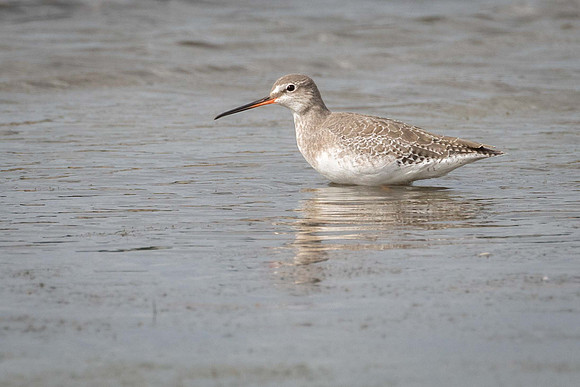 Spotted Redshank