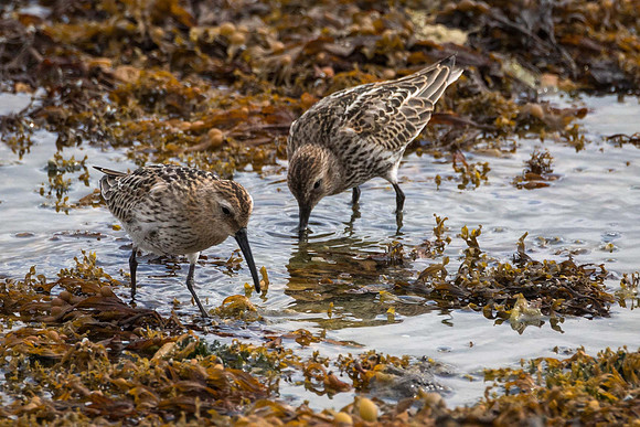 Dunlin