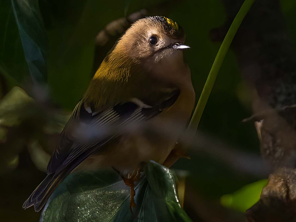 Goldcrest