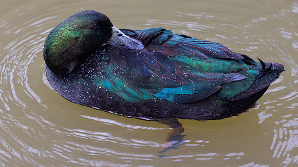 Cayuga Duck, ornamental